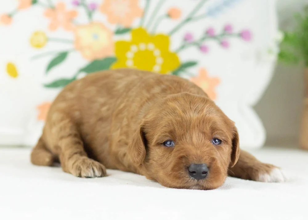 Croissant goldendoodle for sale(2).jpg