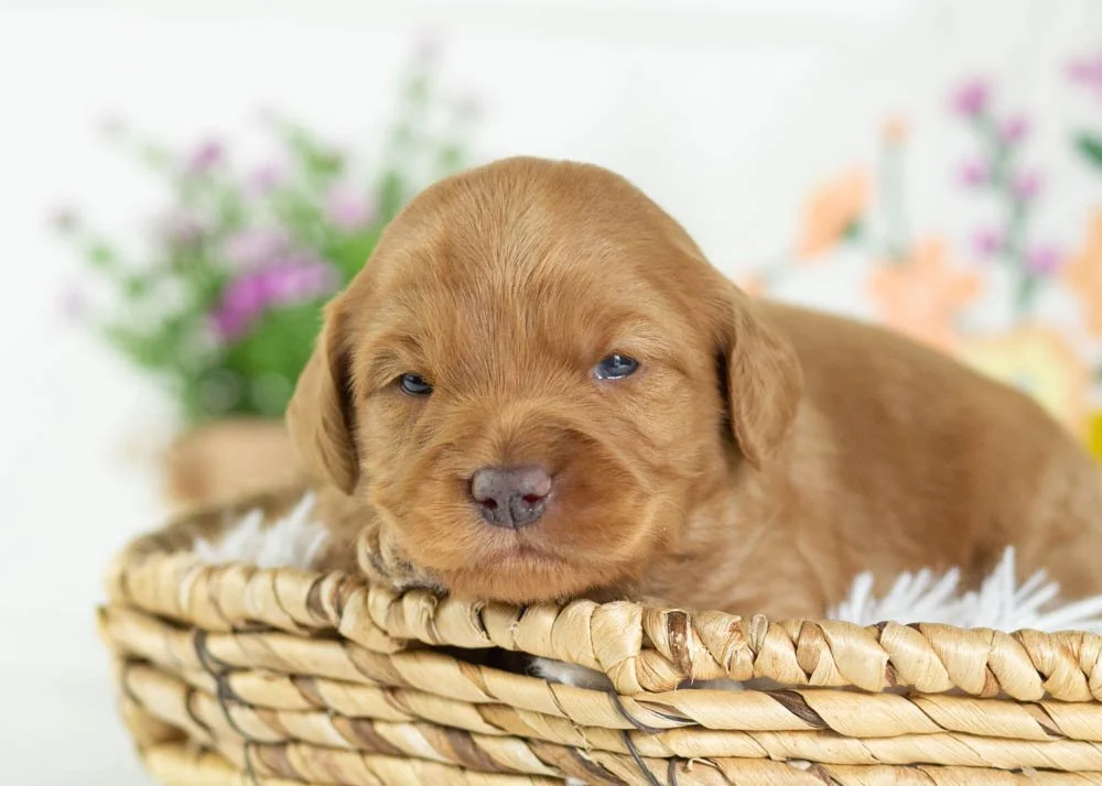 donut goldendoodle for sale(1).jpg