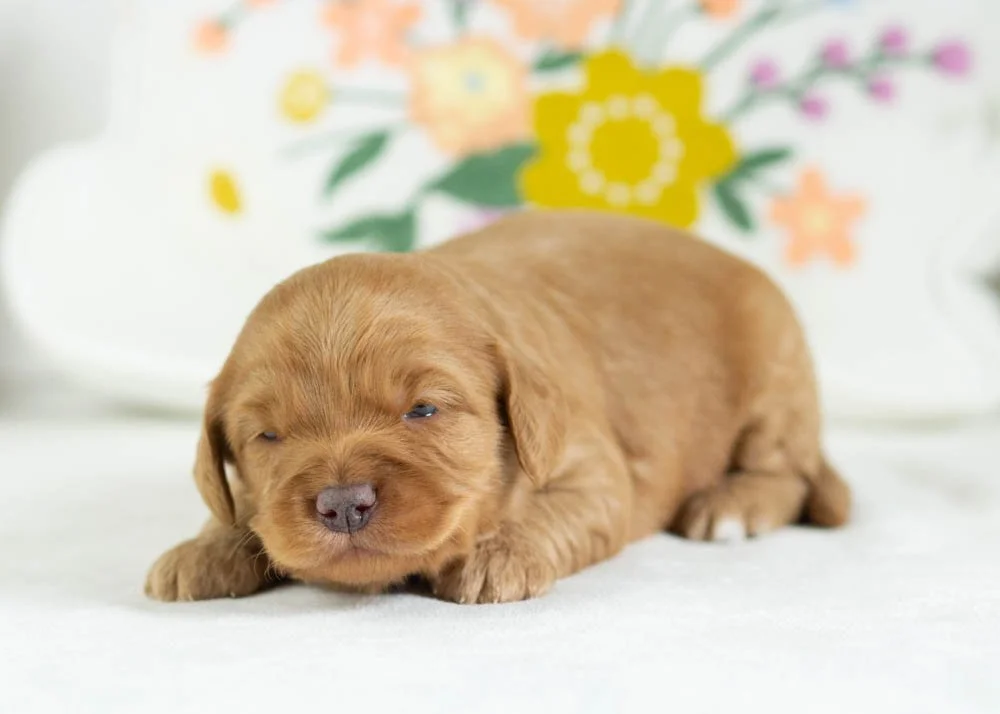 donut goldendoodle for sale(2).jpg