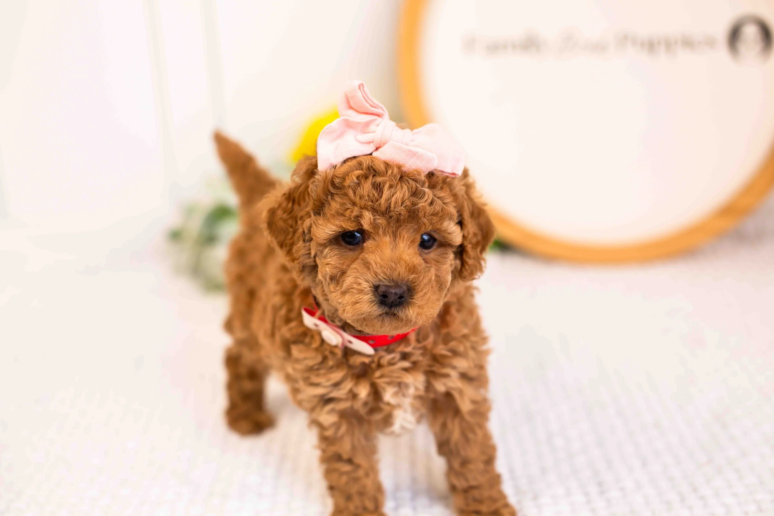 Ariel goldendoodle for sale(3).jpg