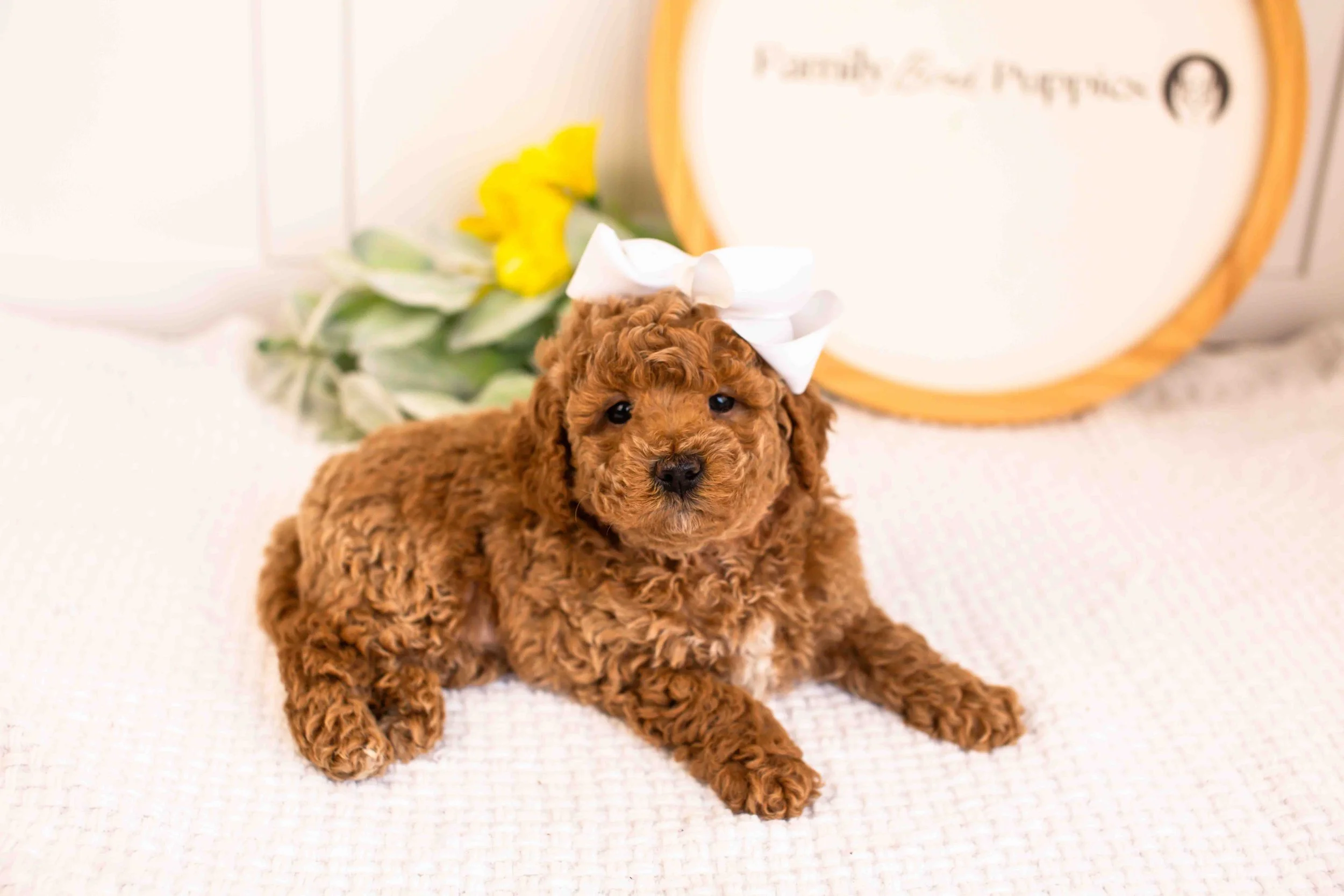 Jasmine goldendoodle for sale.jpg