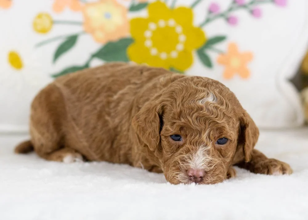 mia goldendoodle for sale(1).jpg