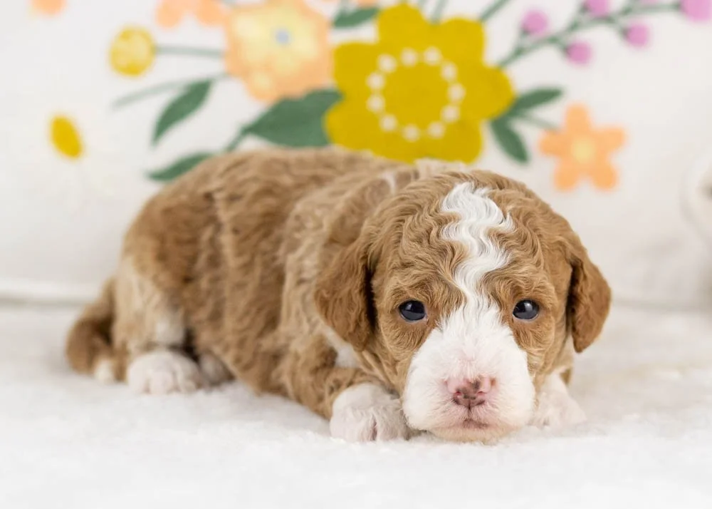 maddox goldendoodle for sale(1).jpg