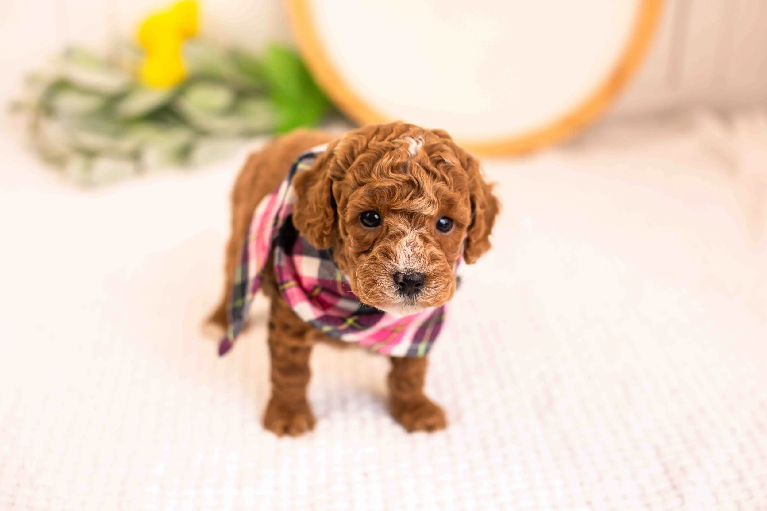 miles goldendoodle for sale.jpg