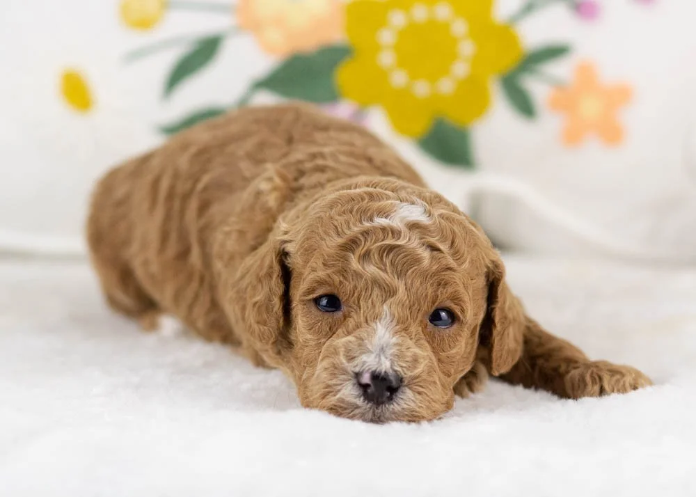 miles goldendoodle for sale.jpg