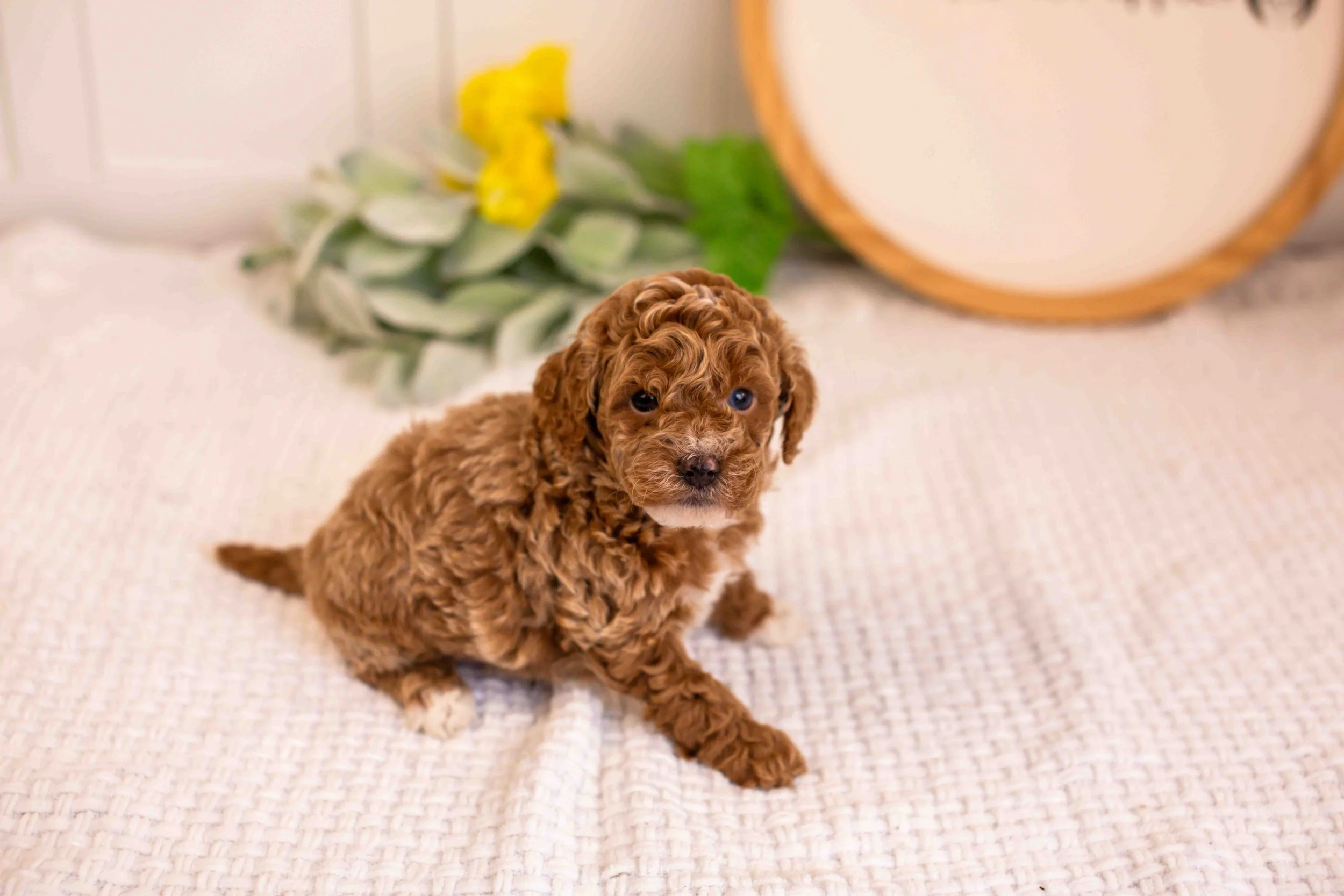 milo goldendoodle for sale.jpg