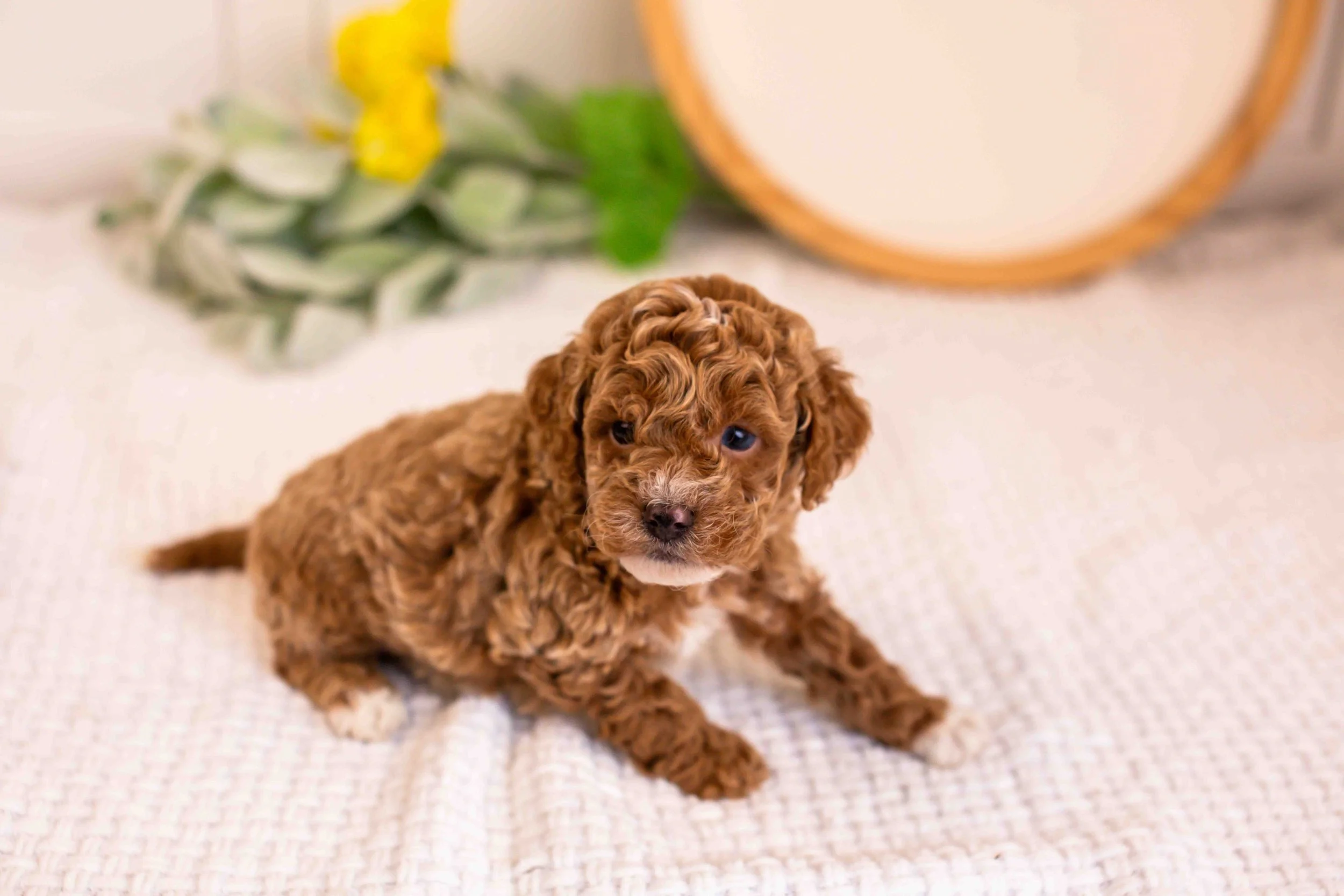 milo goldendoodle for sale(1).jpg