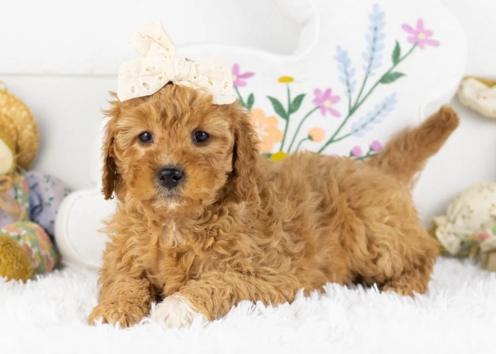 barbara goldendoodle for sale(3).jpg