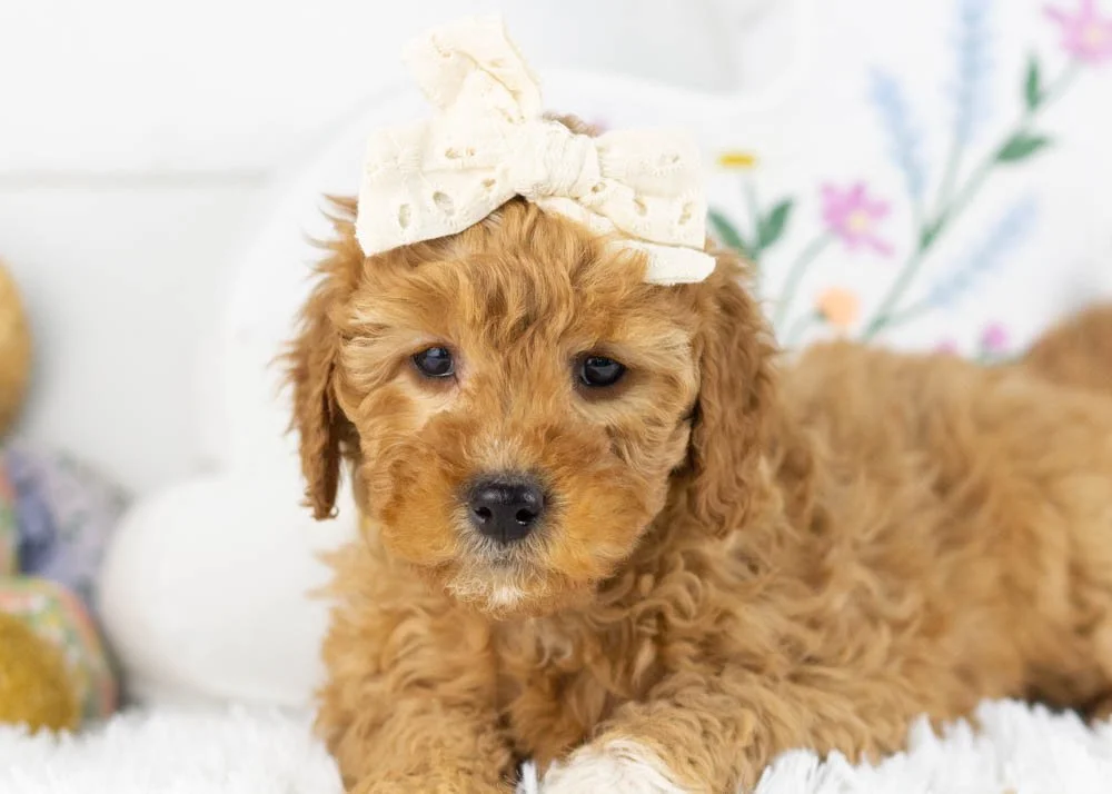 barbara goldendoodle for sale(2).jpg
