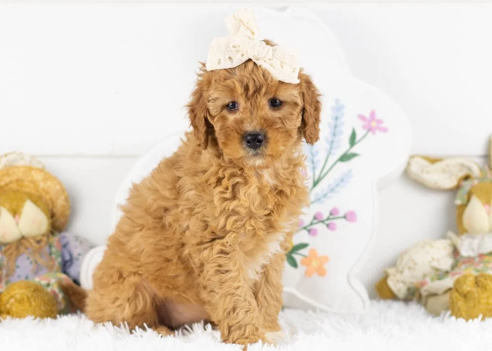 barbara goldendoodle for sale(1).jpg