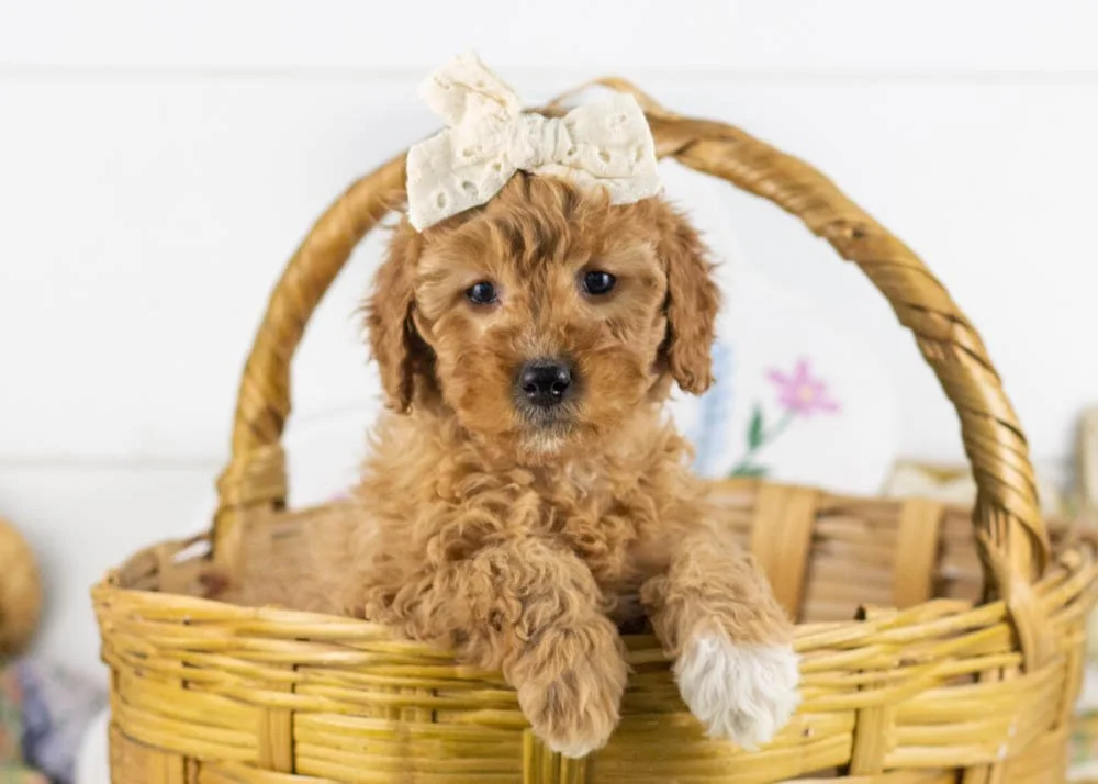 barbara goldendoodle for sale.jpg