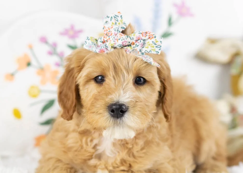 linda goldendoodle for sale(2).jpg