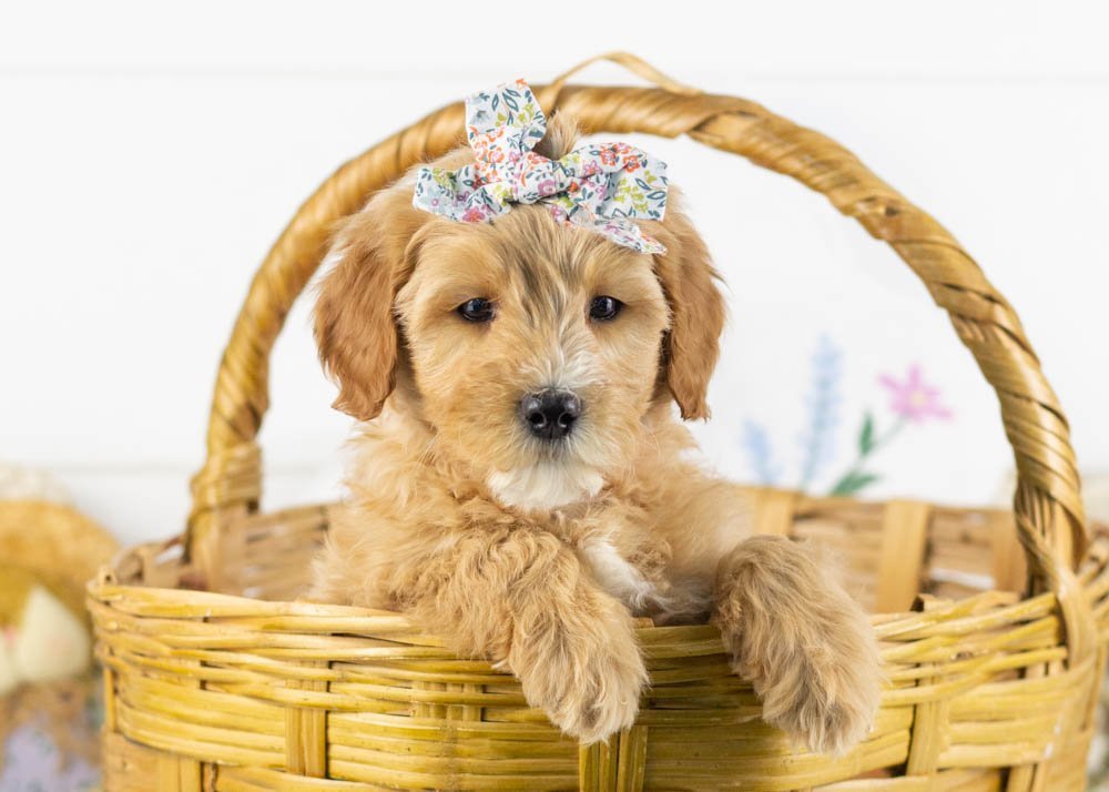 linda goldendoodle for sale.jpg