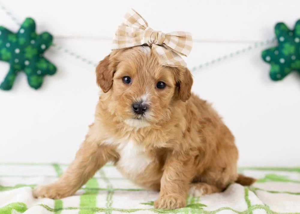 Linda goldendoodle for sale(2).jpg