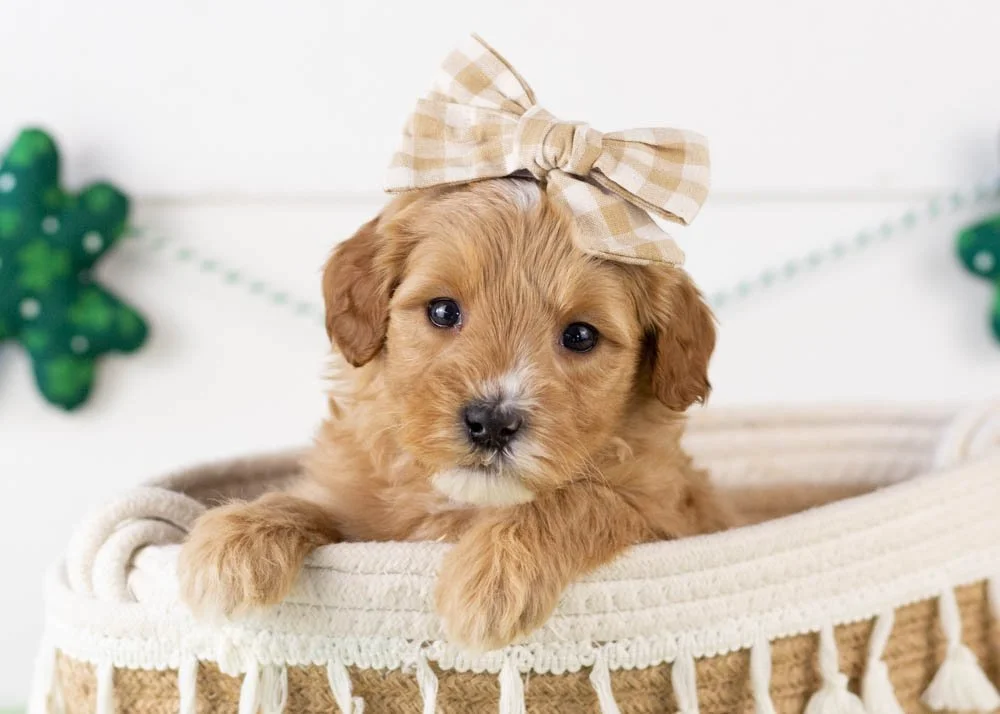 Linda goldendoodle for sale(1).jpg