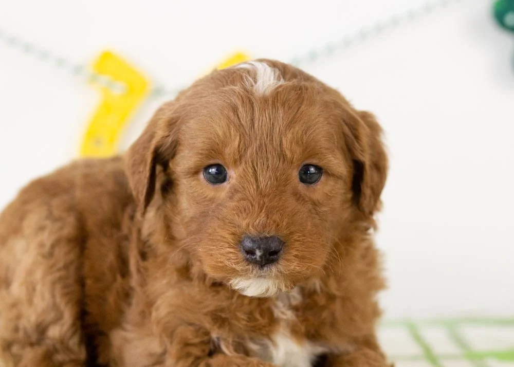 Frank goldendoodle for sale(3).jpg