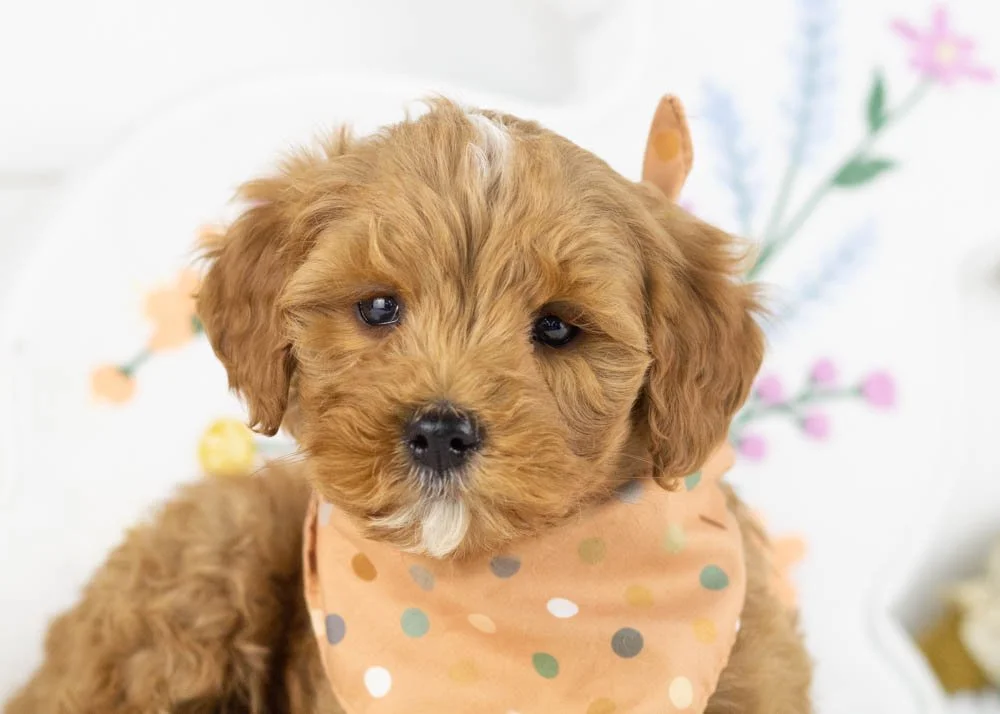 keith goldendoodle for sale(3).jpg