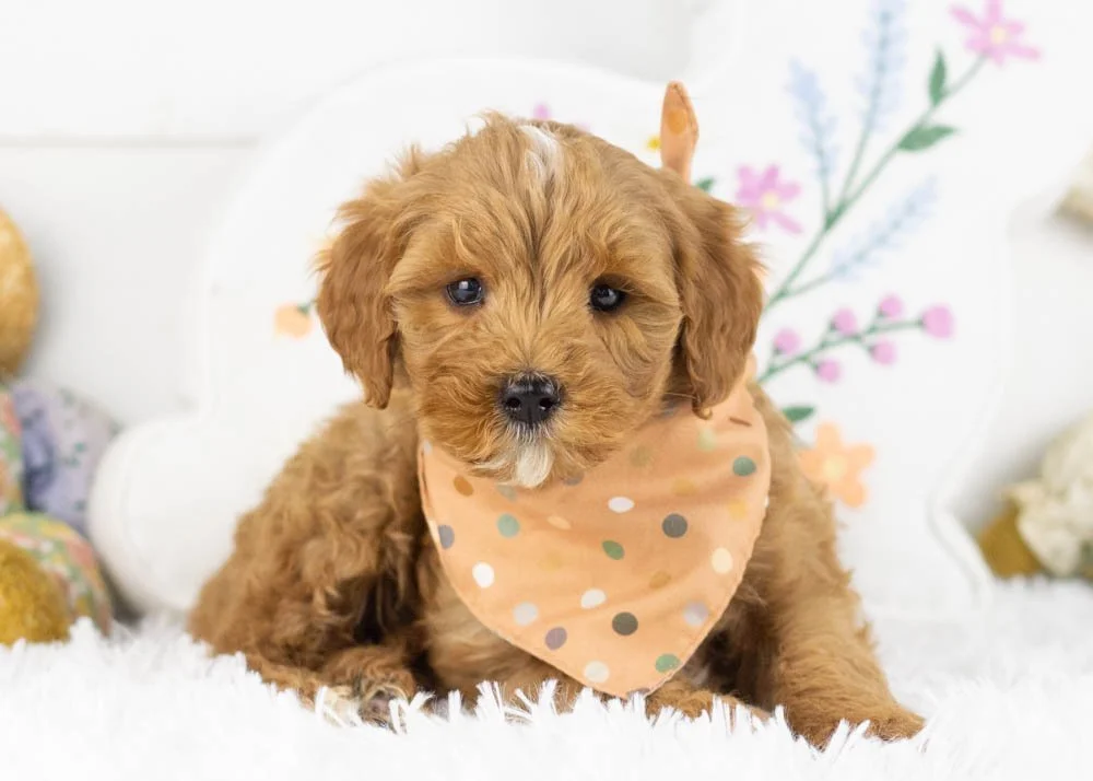 keith goldendoodle for sale.jpg