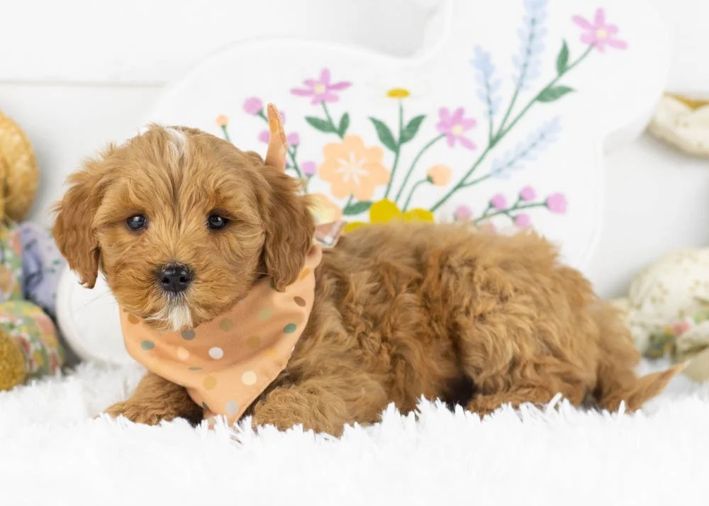 keith goldendoodle for sale(2).jpg