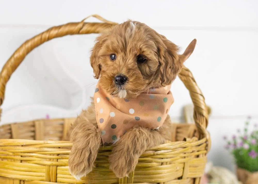 keith goldendoodle for sale(1).jpg