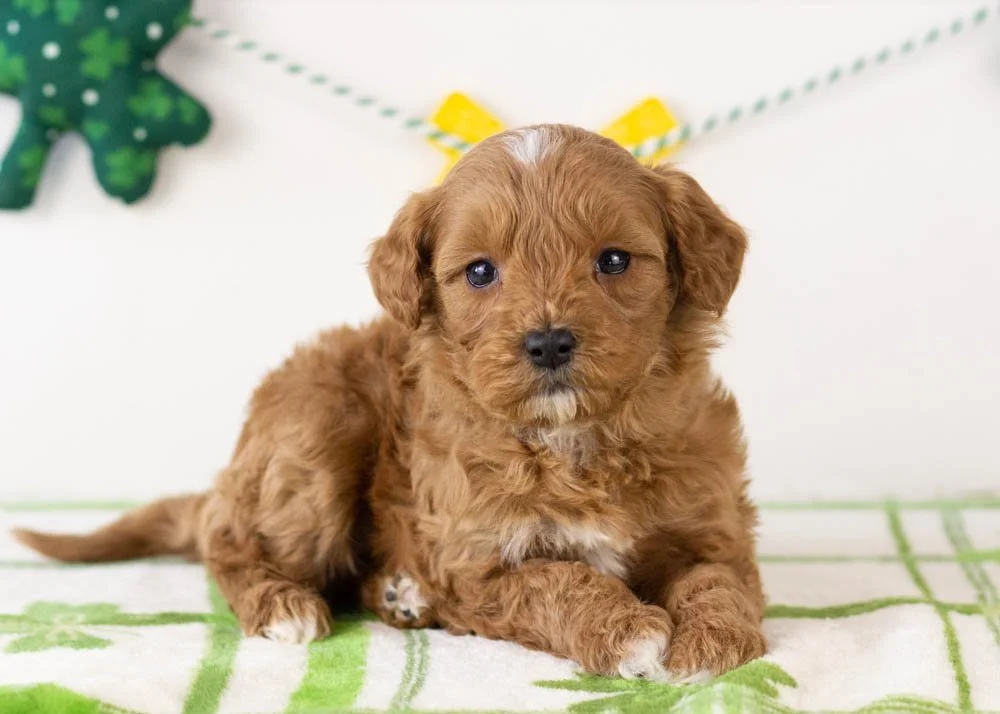 Keith goldendoodle for sale.jpg