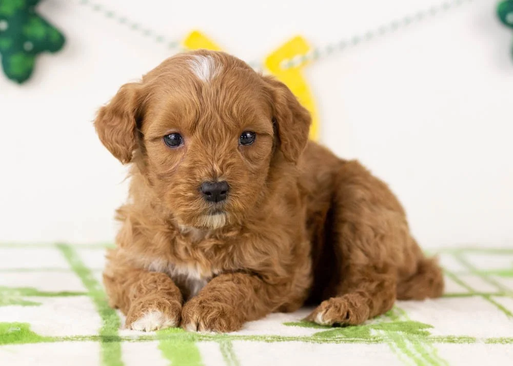 Keith goldendoodle for sale(2).jpg