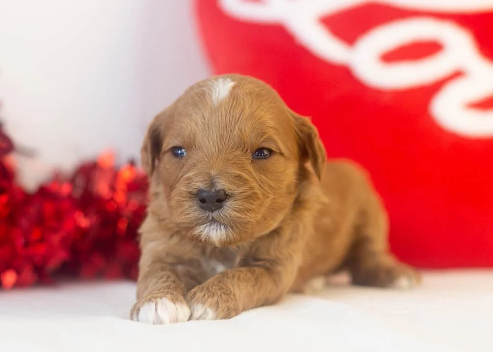 Keith goldendoodle for sale.jpg