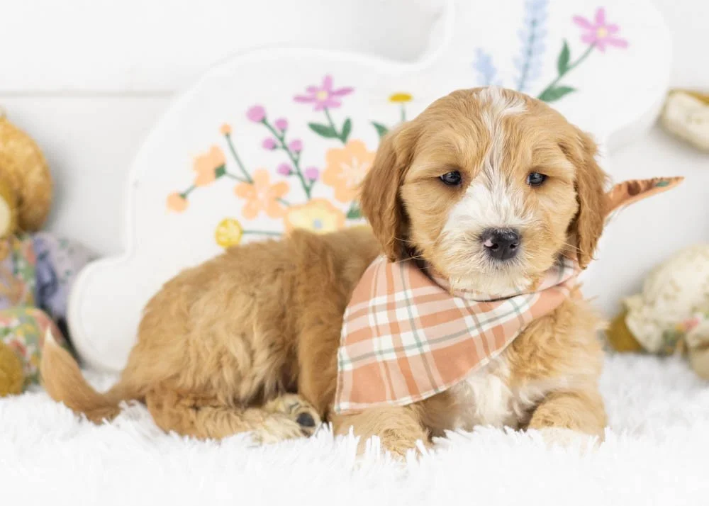 paul goldendoodle for sale(2).jpg