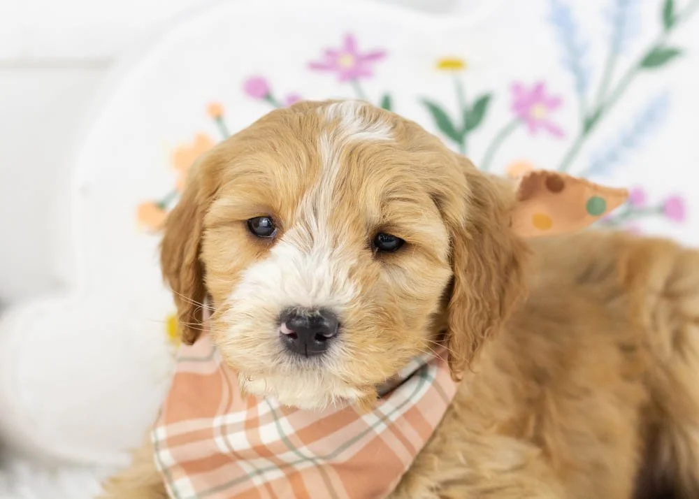 paul goldendoodle for sale(3).jpg