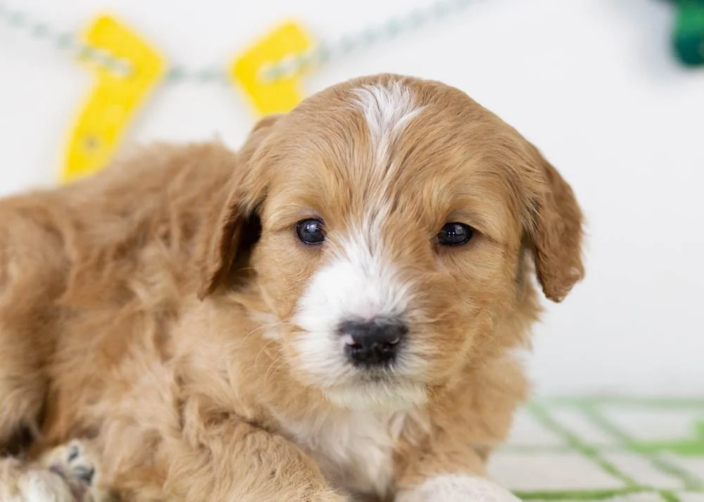 Paul goldendoodle for sale(3).jpg