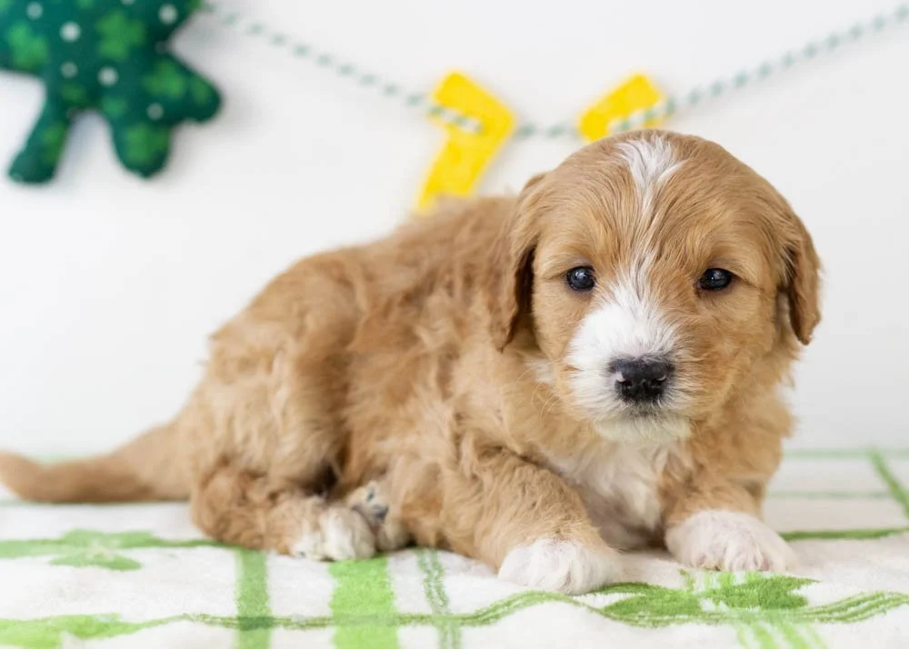 Paul goldendoodle for sale.jpg