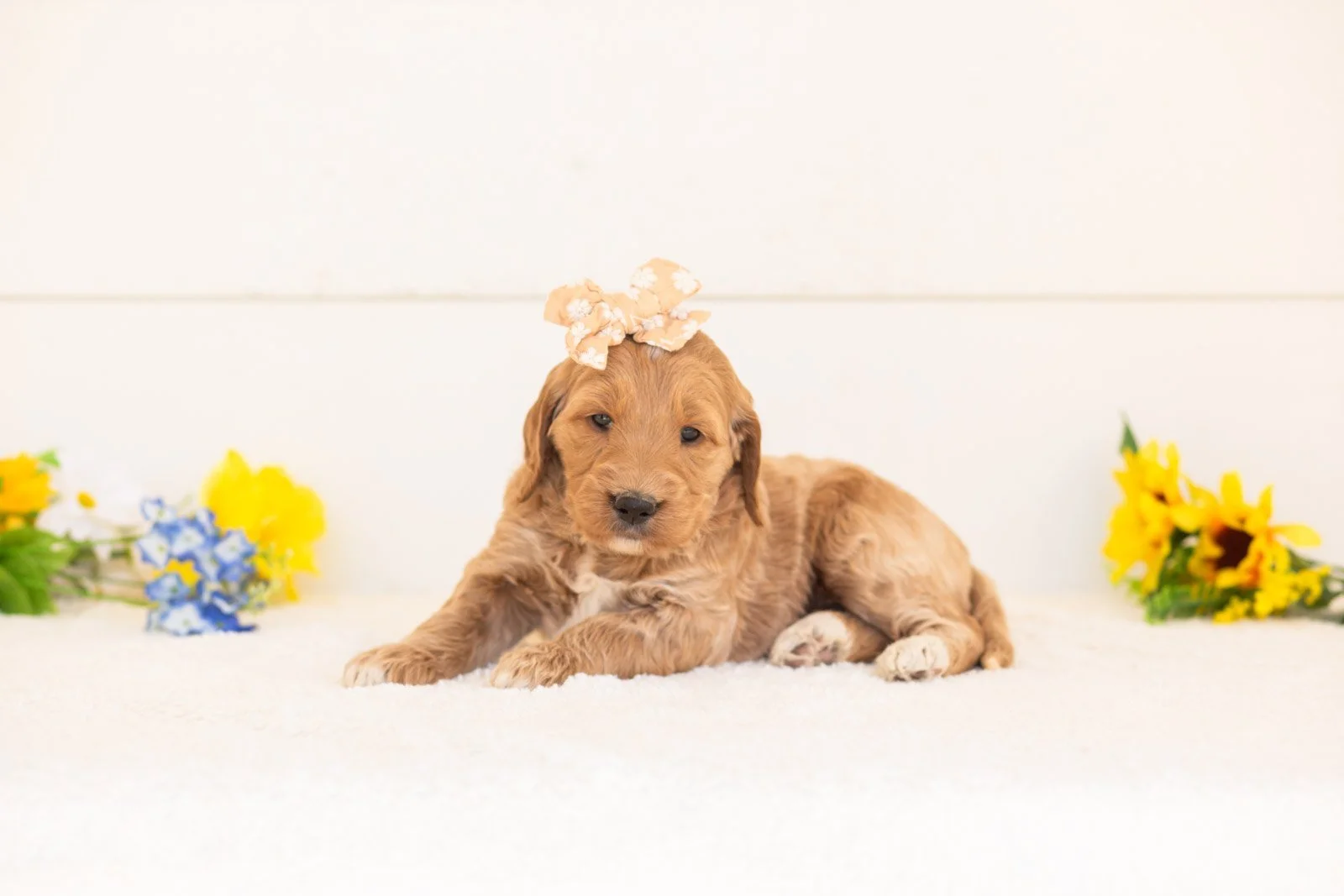 Cinnamon goldendoodle for sale.jpg