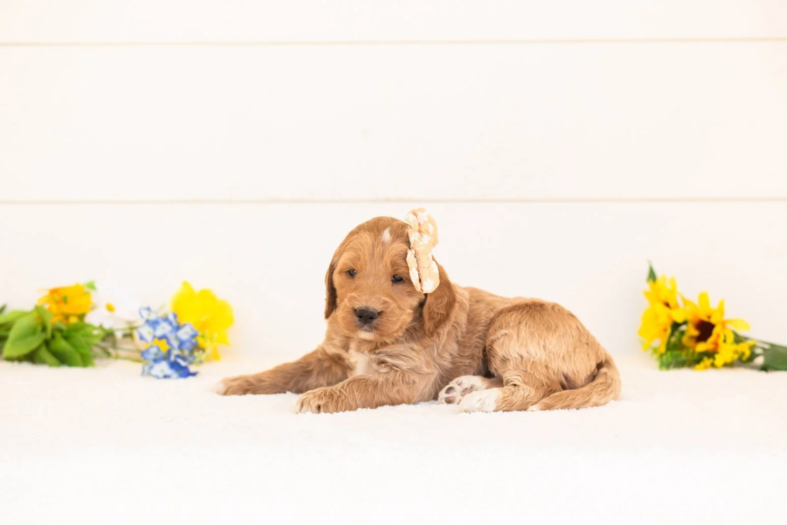 Cinnamon goldendoodle for sale(1).jpg