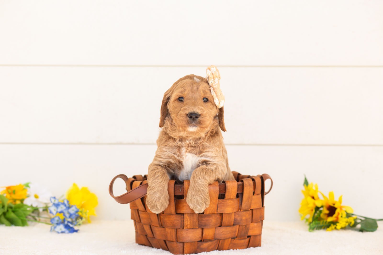 Cinnamon goldendoodle for sale(3).jpg