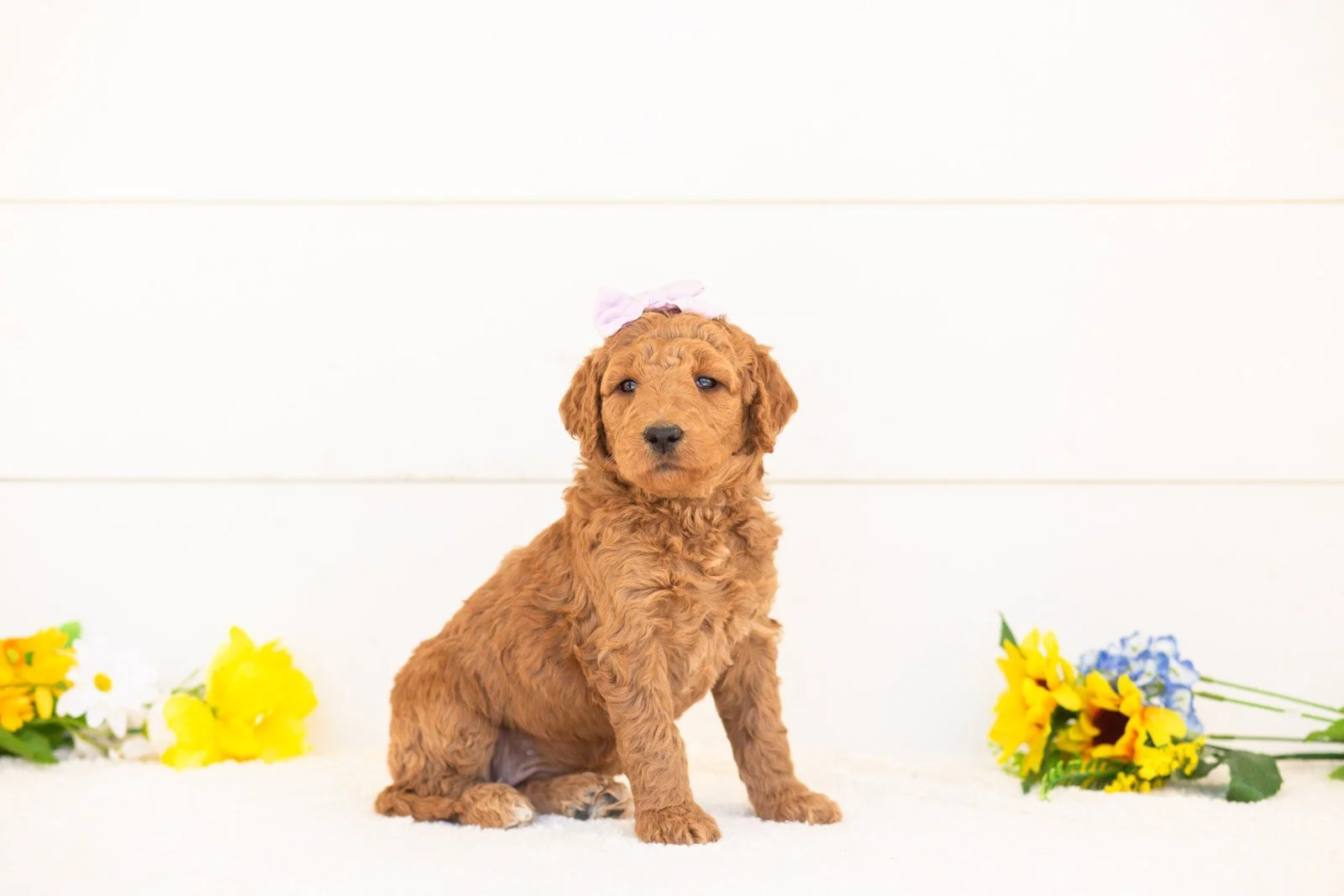 Juniper goldendoodle for sale.jpg