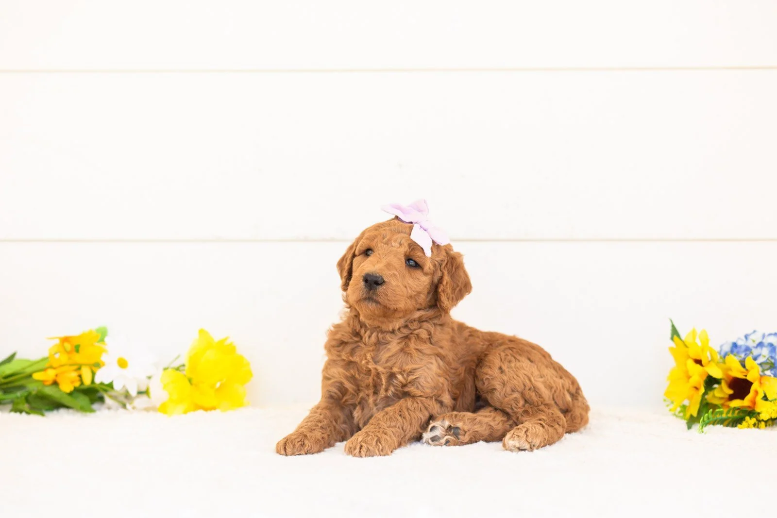 Juniper goldendoodle for sale(1).jpg