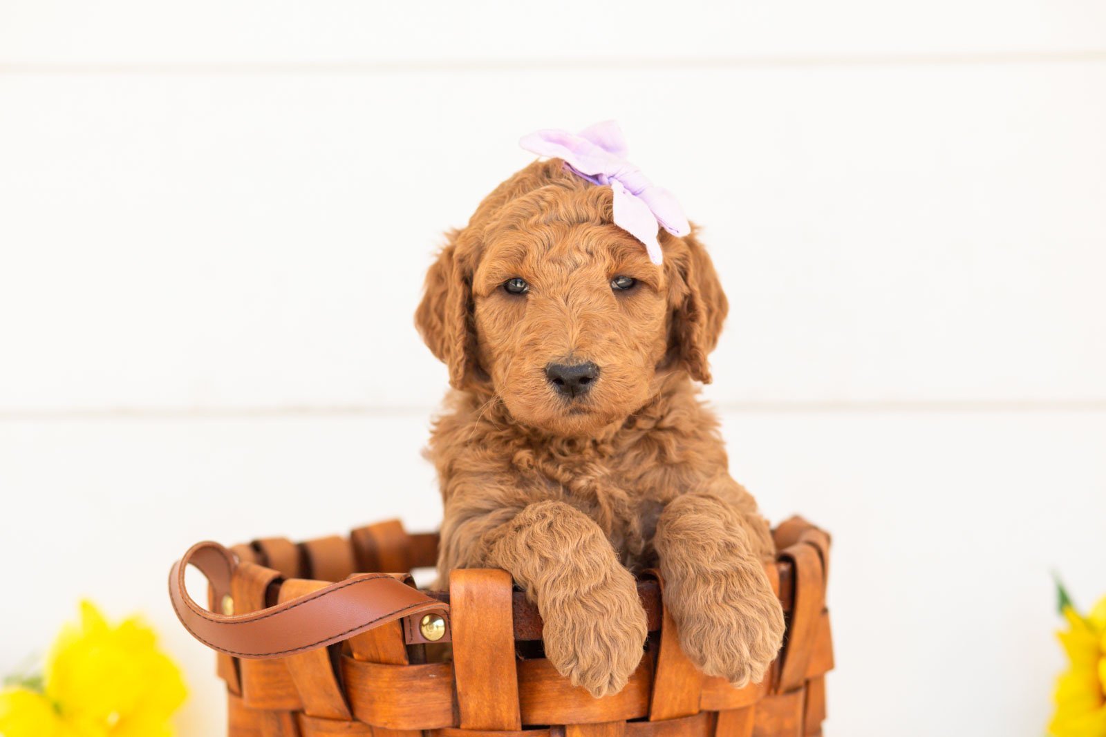 Juniper goldendoodle for sale(2).jpg
