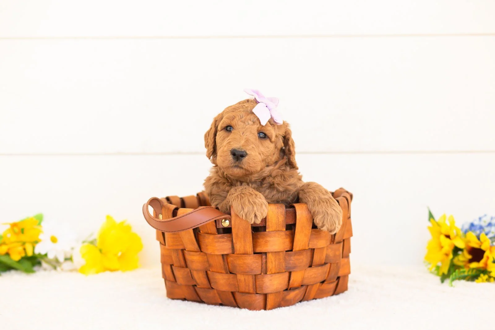 Juniper goldendoodle for sale(3).jpg