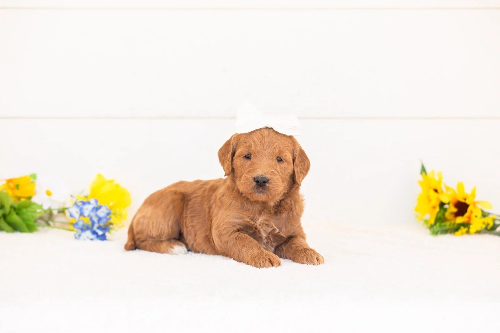 Nutmeg goldendoodle for sale.jpg