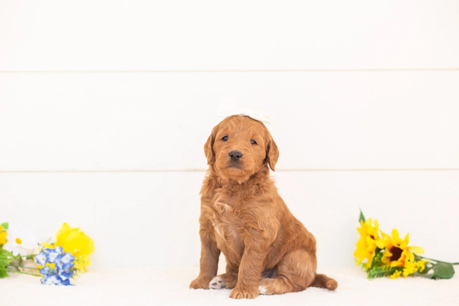 Nutmeg goldendoodle for sale(1).jpg
