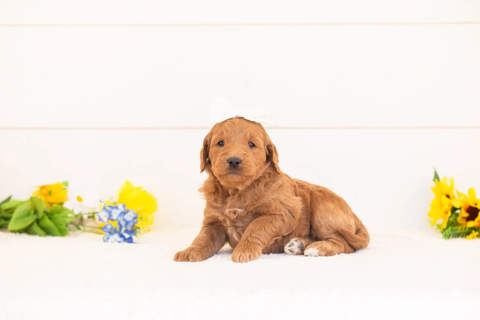 Nutmeg goldendoodle for sale(2).jpg