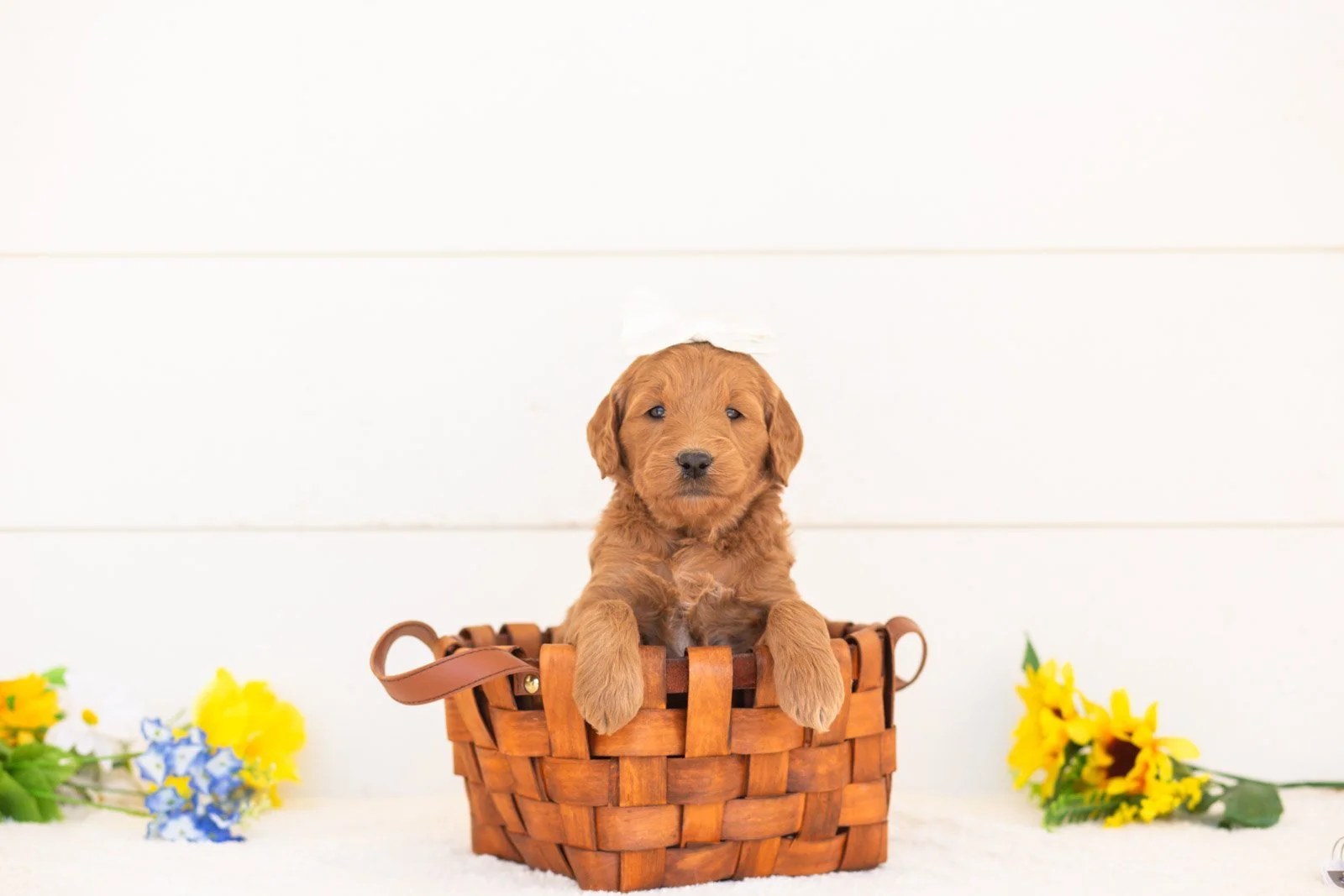 Nutmeg goldendoodle for sale(4).jpg