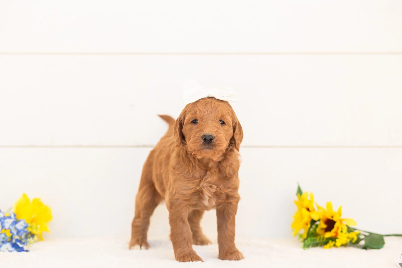 Nutmeg goldendoodle for sale(3).jpg