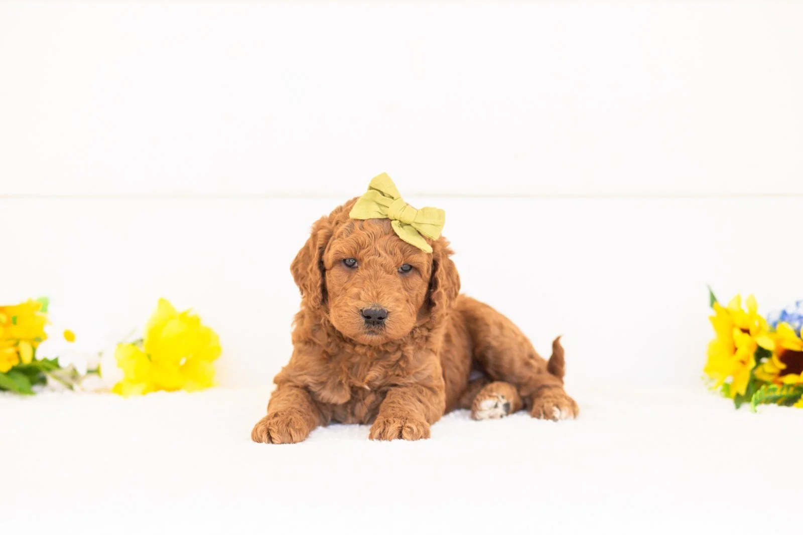 Paprika goldendoodle for sale.jpg