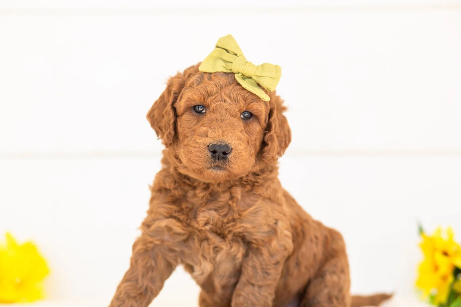 Paprika goldendoodle for sale(2).jpg