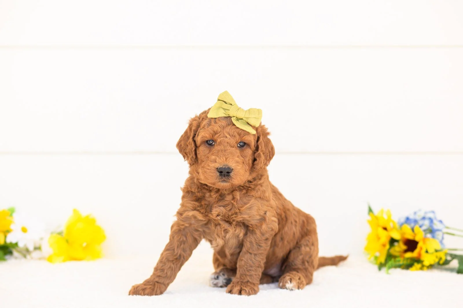 Paprika goldendoodle for sale(3).jpg