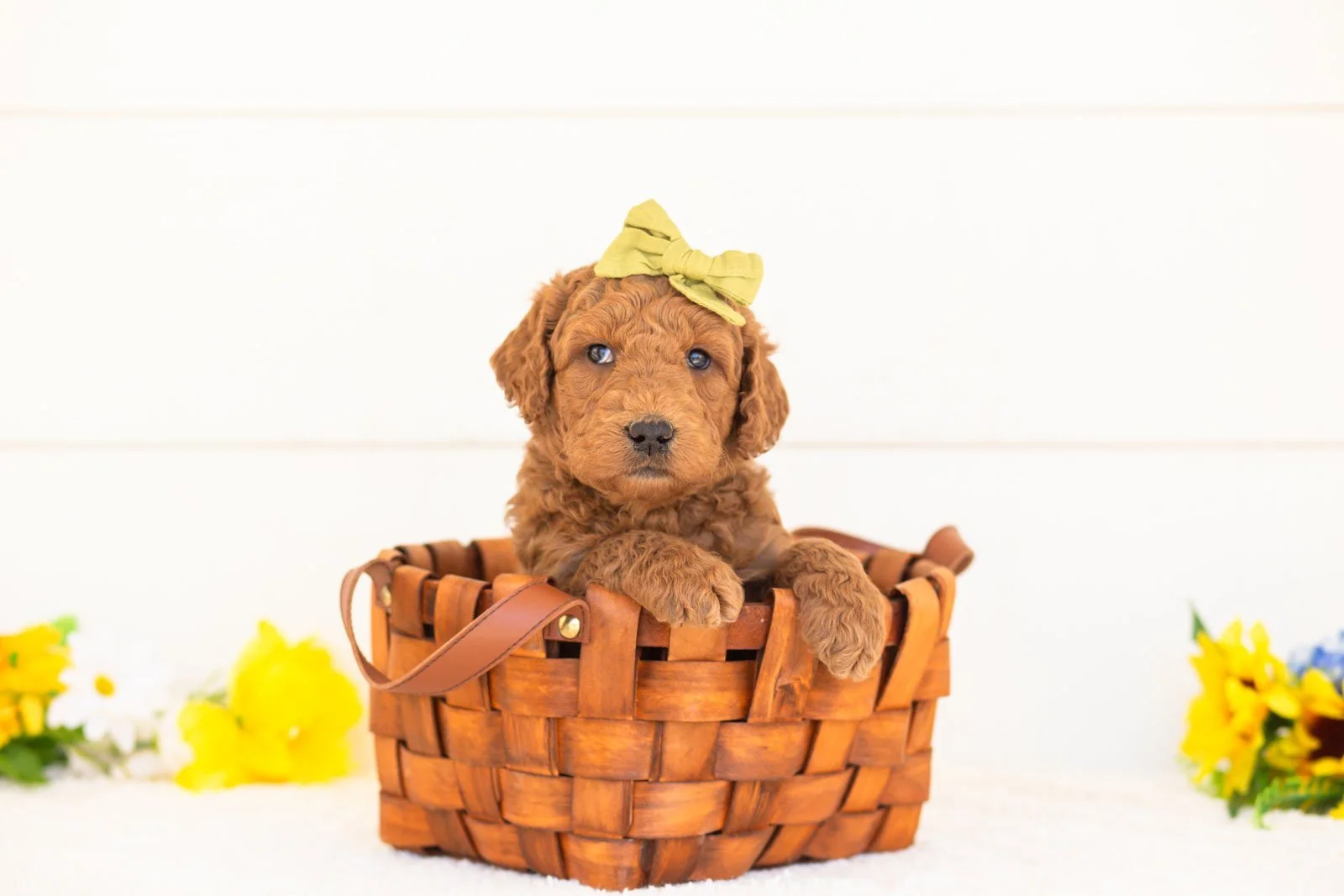 Paprika goldendoodle for sale(4).jpg