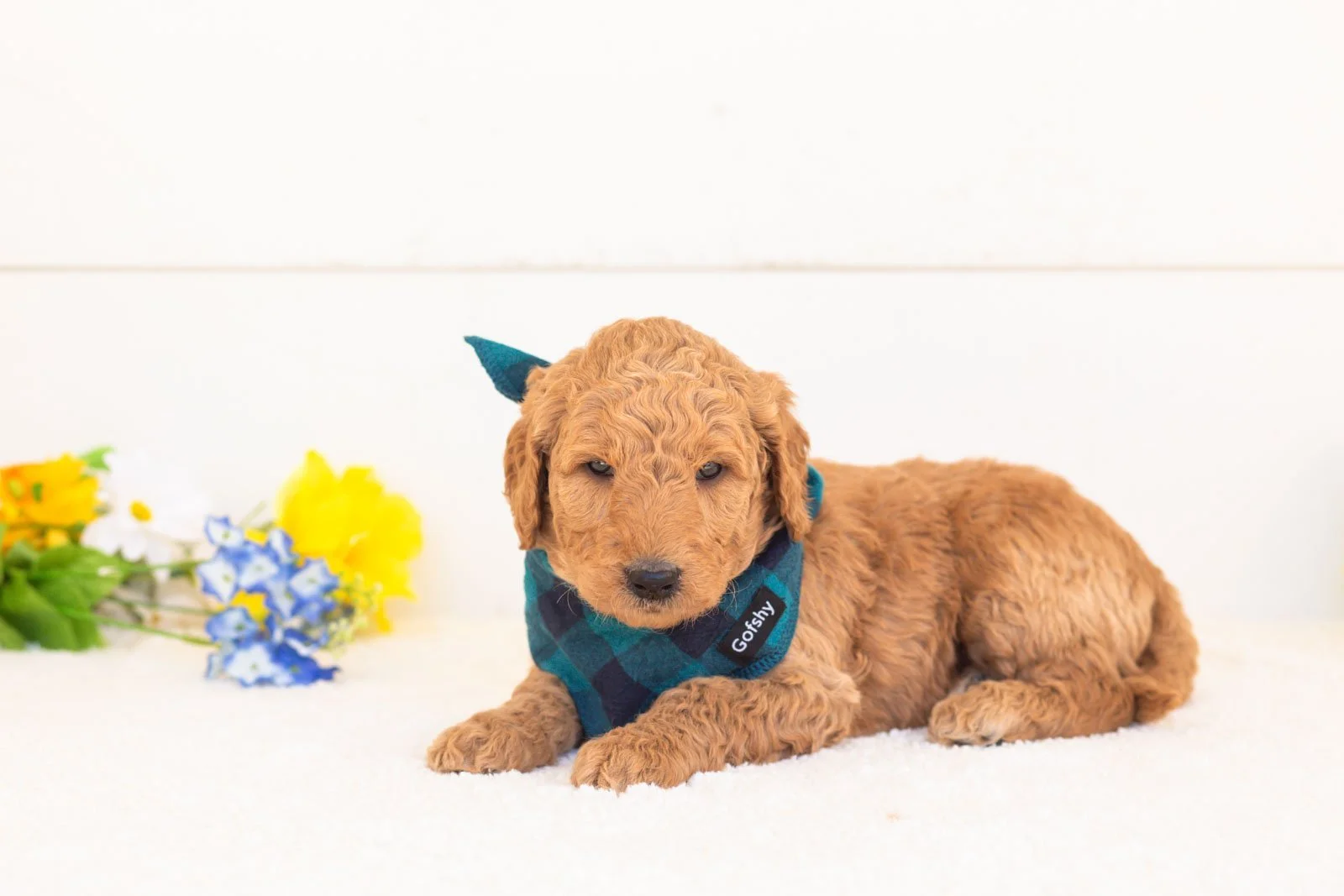 Basil goldendoodle for sale(1).jpg