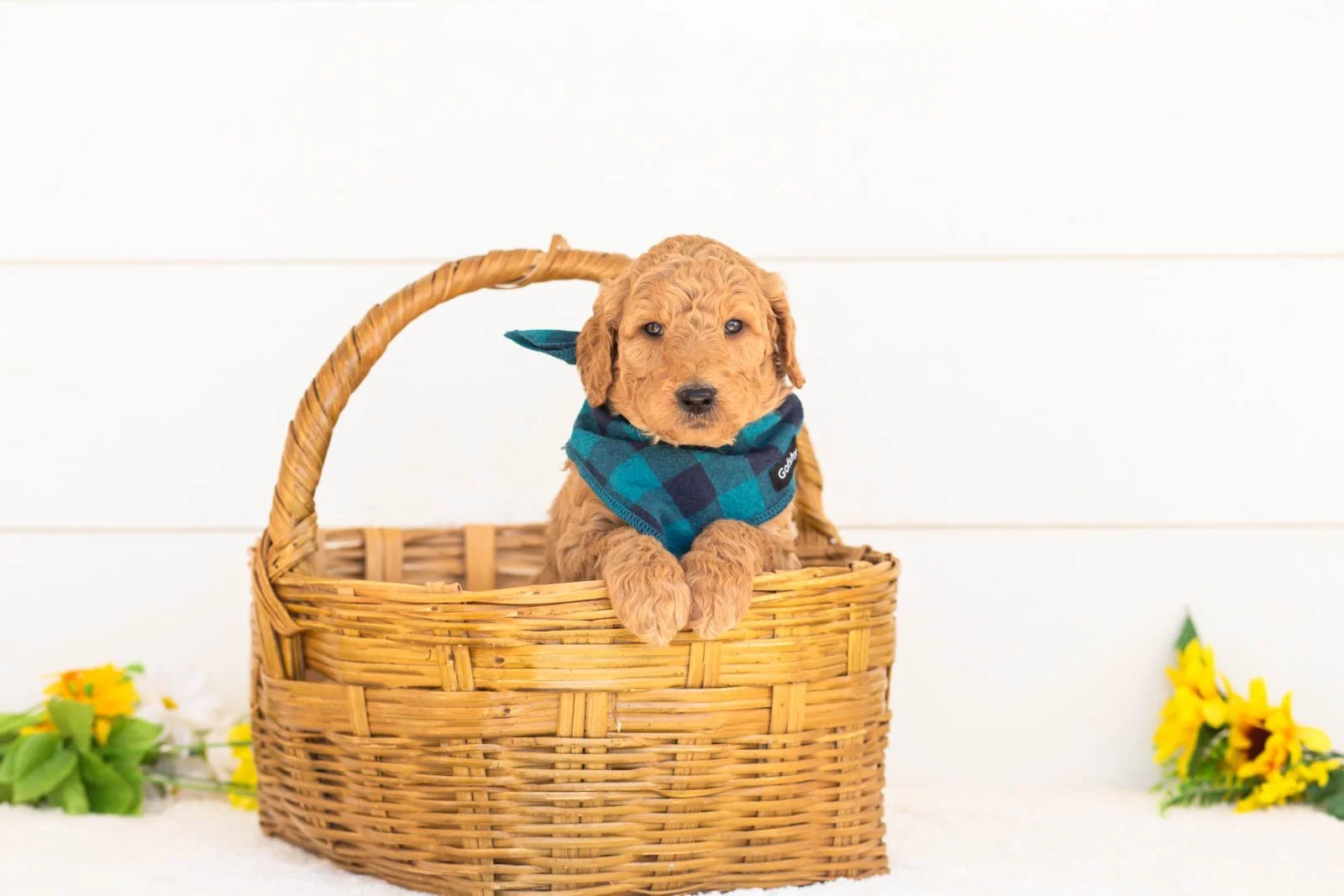 Basil goldendoodle for sale(4).jpg