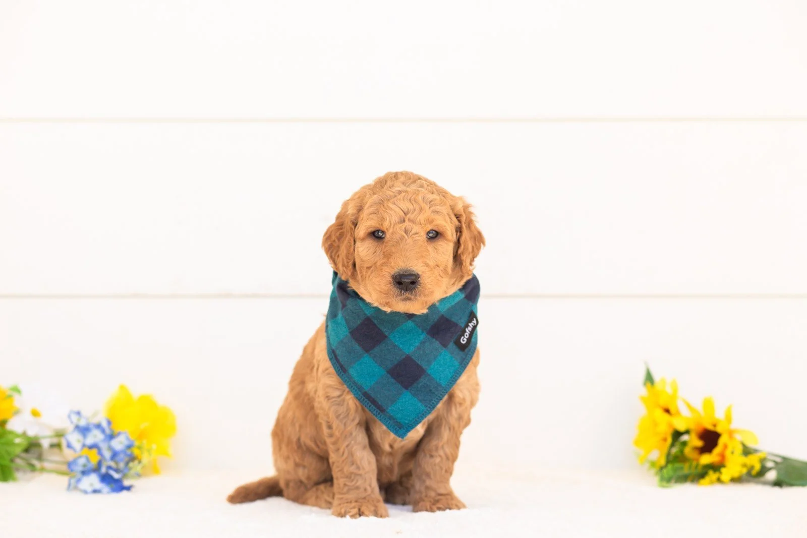 Basil goldendoodle for sale(2).jpg